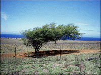 Windblown tree